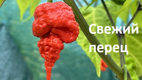 Свежий перец (на главную сайта)